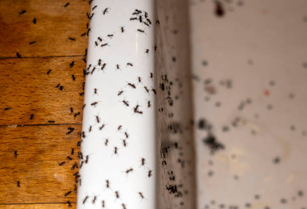 Best Affordable Pest Control Services  in Grand Blanc, MI